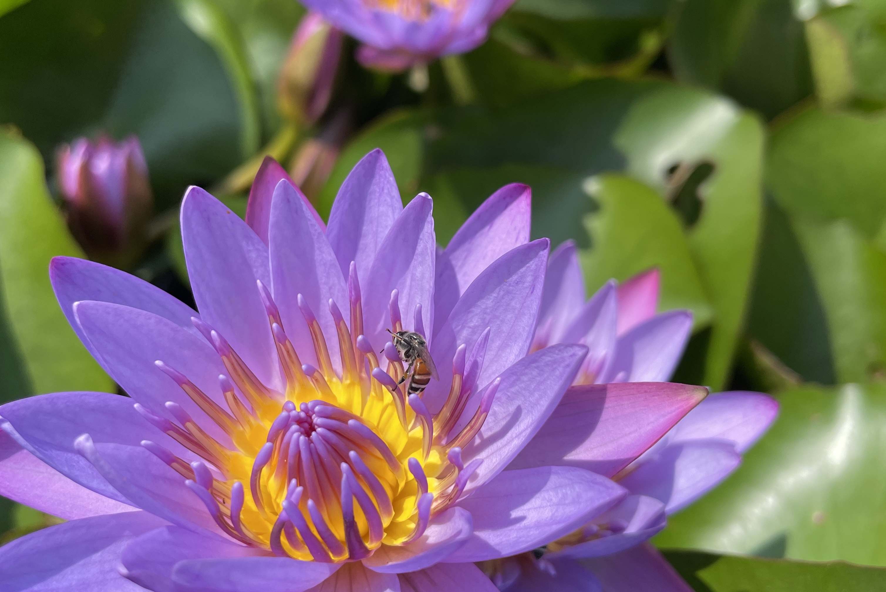 プラチンブリ観光と気をつけるべき体調管理